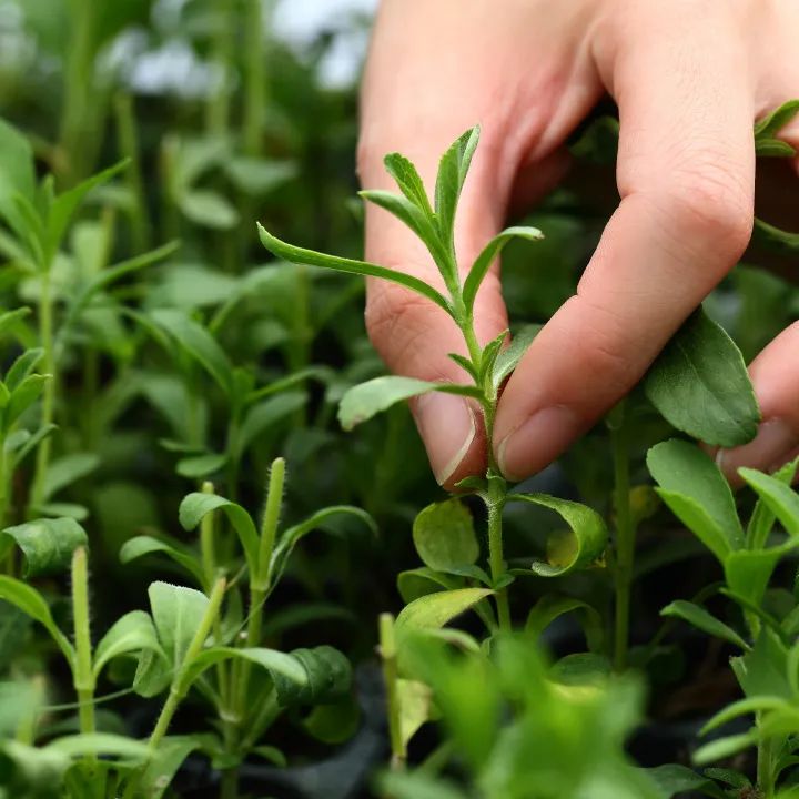 甜菊糖