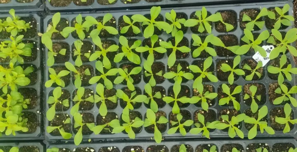甜菊糖