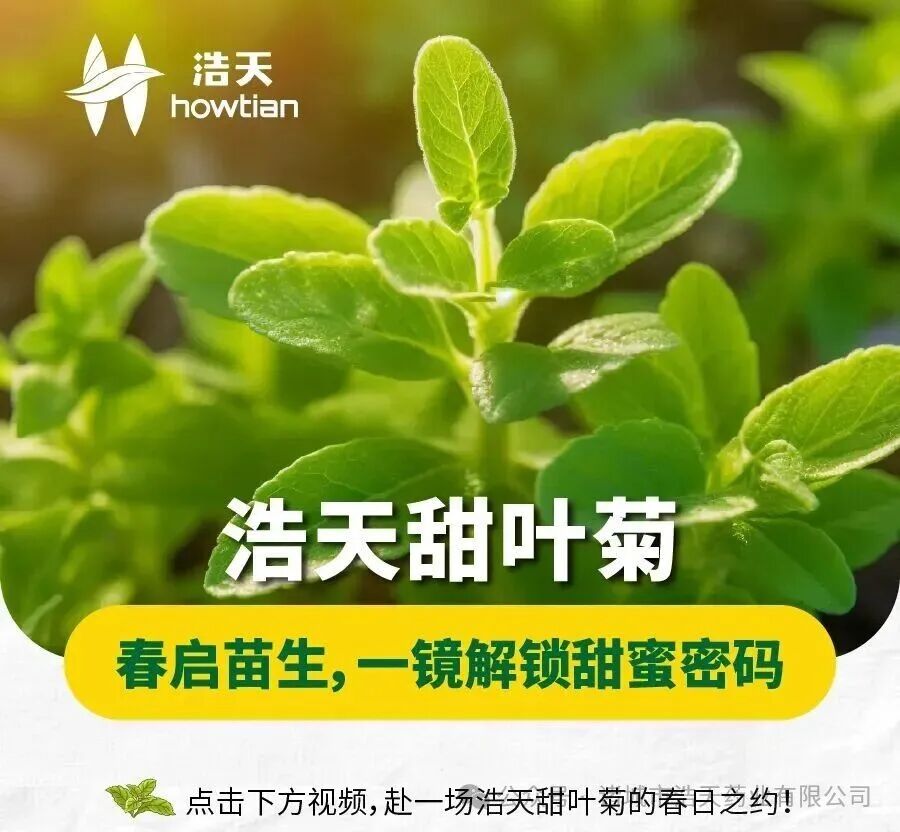浩天甜叶菊｜春启苗生，一镜解锁甜蜜密码