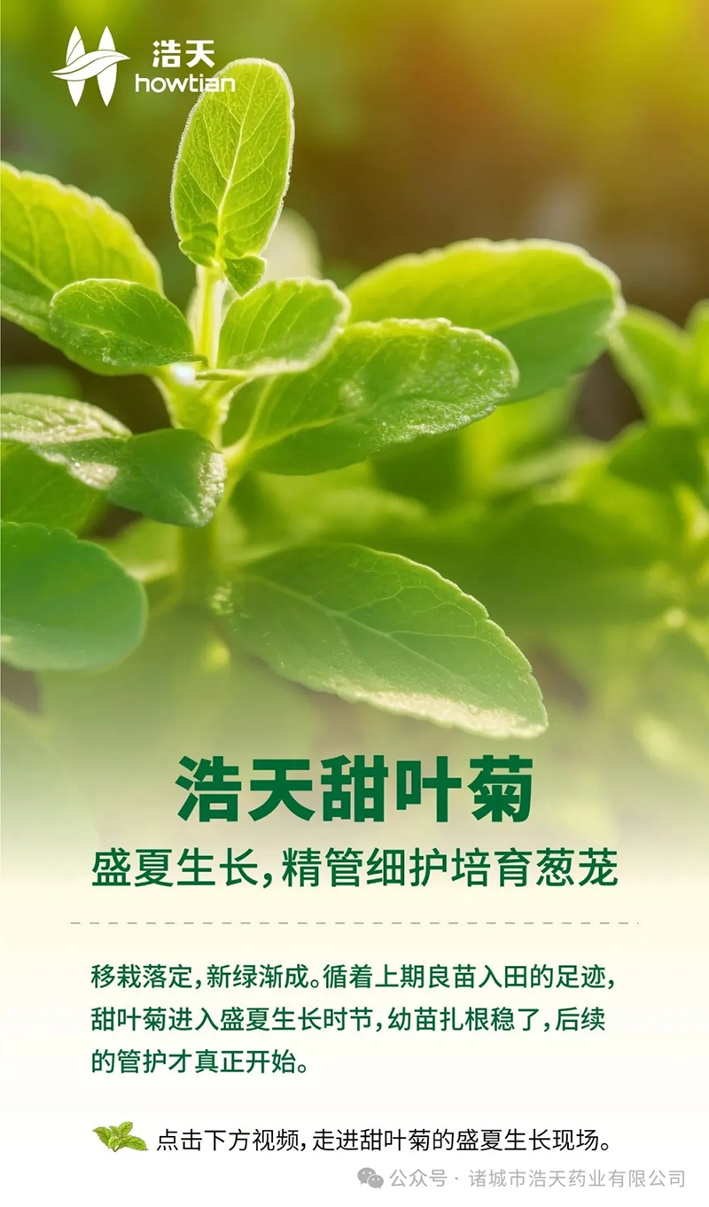 浩天甜叶菊｜盛夏生长，精管细护培育葱茏