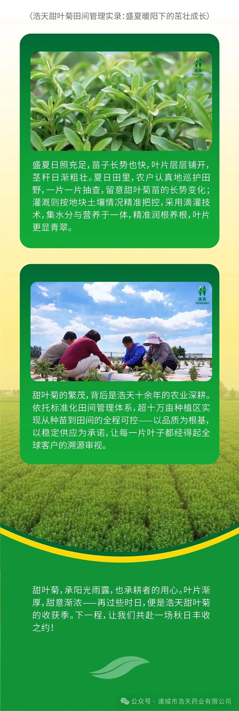 浩天甜叶菊｜盛夏生长，精管细护培育葱茏