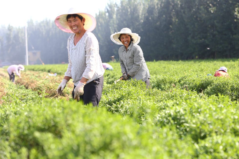 浩天的公平贸易影响:支持甜叶菊种植者,强化供应链